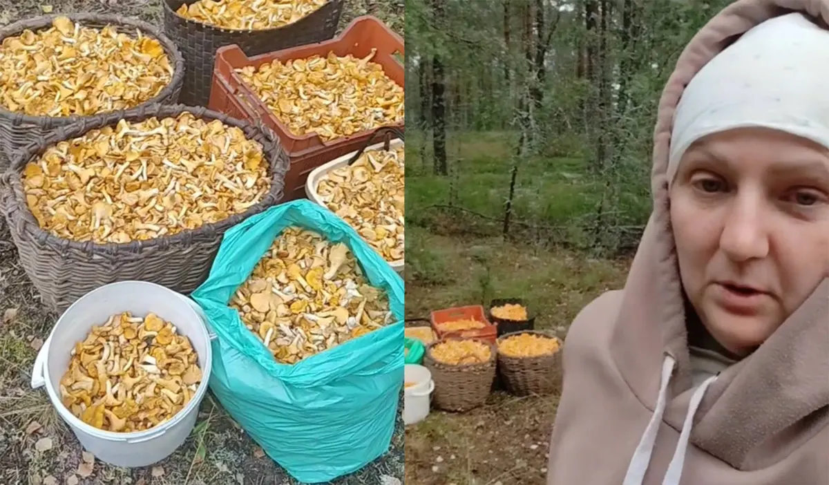 Аж 72 кг лисичек за сутки собрали белорусы – где столько нашли