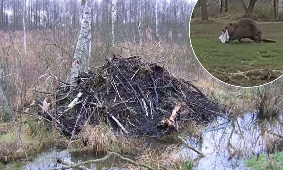 В Польше появился бобр, ворующий нижнее белье